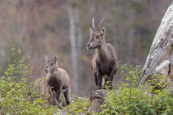 A female and a young ibex (Capra ibex) standing on a cloudy day on a green meadow on top of a hill. A forest in fall foliage can be seen in the background