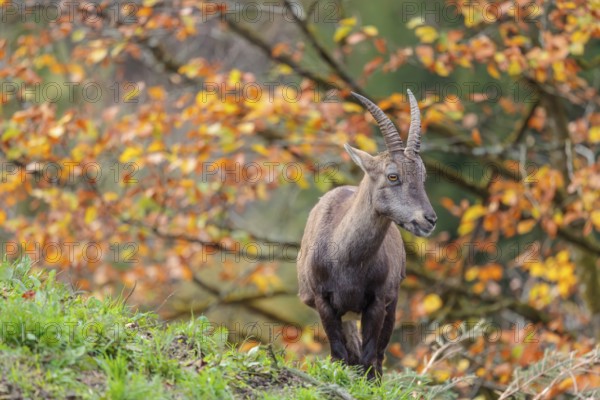 A female ibex (Capra ibex) standing on a cloudy day on a green meadow on top of a hill. A forest in fall foliage can be seen in the background