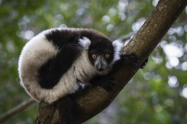 Black and white ruffed lemur (Variecea variegata) in the ren forests of the Maromizaha Reserve in eastern Madagascar