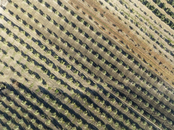 Cultivated olive trees (Olea europaea). Aerial view. Drone shot. Córdoba province, Andalusia, Spain, Europe
