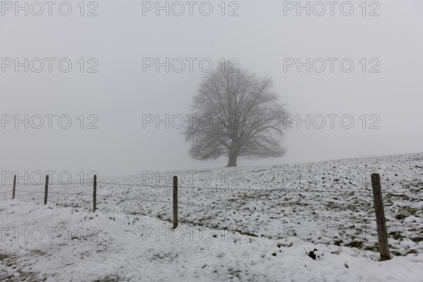 A single tree stands in a snowy and foggy landscape, Rieden am Forggensee, Ostallgäu, Allgäu, Swabia, Bavaria, Germany, Europe