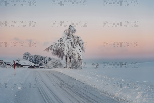 Deep snowy winter morning mood near Halblech in the foothills of the Alps in the Allgäu with the mountains in the background, Bavaria, Germany, Europe