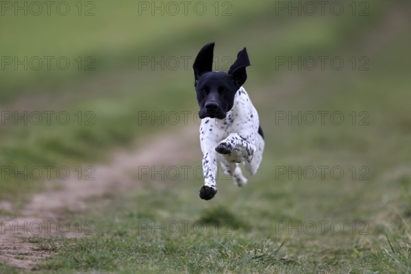 German Shorthair, (Canis lupus familiaris), adult, male, male, running, pointing dogs, Rhineland Palatinate, Germany, Europe