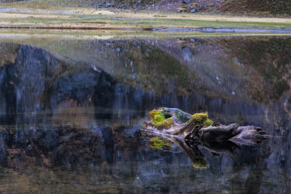 A tree trunk covered with moss floats on a still lake, Felbertal, Mittersill, Salzburg, Austria, Europe