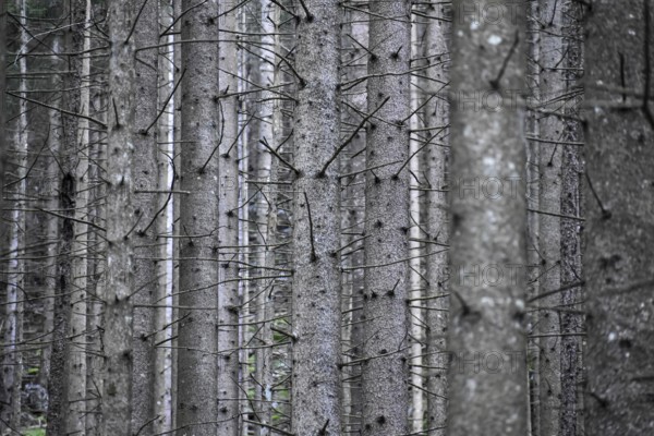 Spruce monoculture in Berchtesgaden National Park, abstract, symbol of unnatural forest, forestry, vulnerable to climate change, Bavaria, Germany, Europe