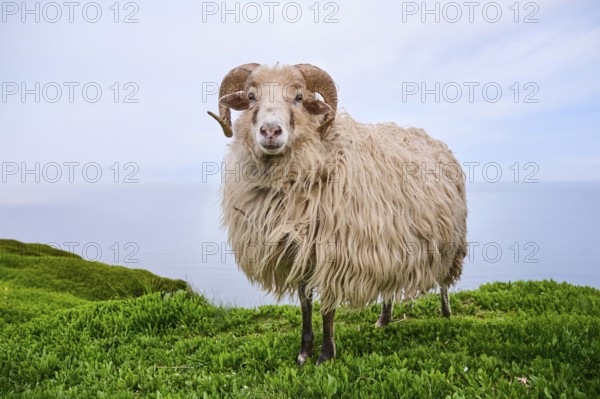 Domestic sheep (Ovis aries) 'Heidschnucke moorland sheep' on a meadow, Helgoland, Germany, Europe