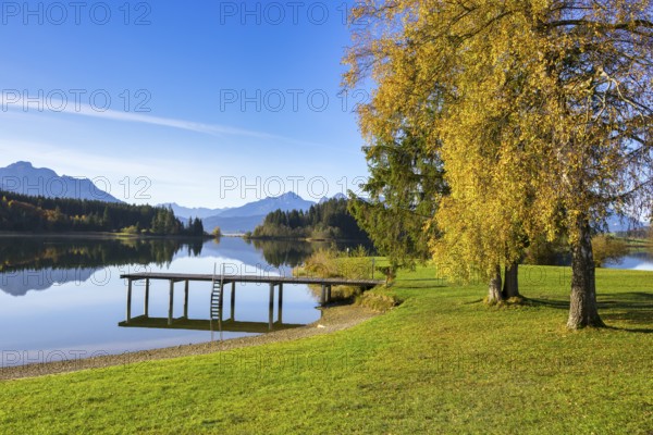 A quiet lake with a jetty, surrounded by autumnal trees and mountains under a clear blue sky, Forggensee near Füssen, Ostallgäu, Bavaria, Germany, Europe