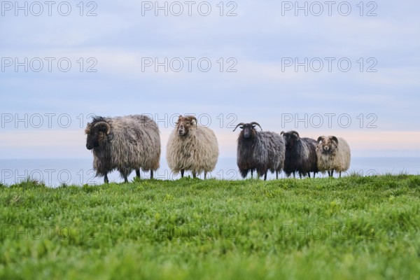 Domestic sheep (Ovis aries) 'Heidschnucke moorland sheep' on a meadow, Helgoland, Germany, Europe