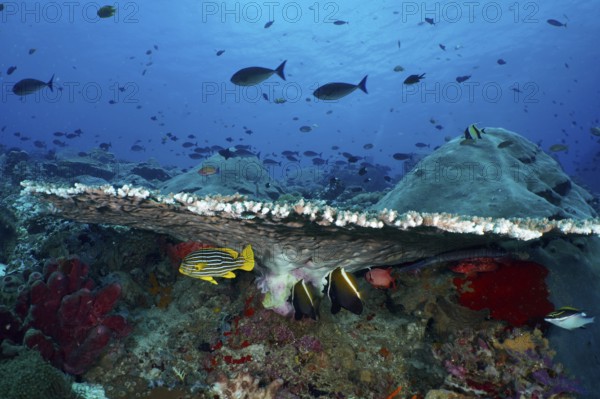 Various fish seek shelter under a large table coral (Acropora hyacinthus) in a blue underwater landscape, dive site SD, Nusa Ceningan, Nusa Penida, Bali, Indonesia, Asia