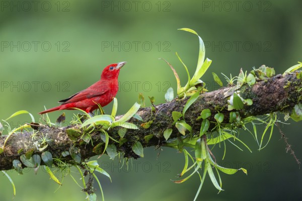 Summer cardinal (Piranga rubra), tanager (Thraupidae), Costa Rica, Central America