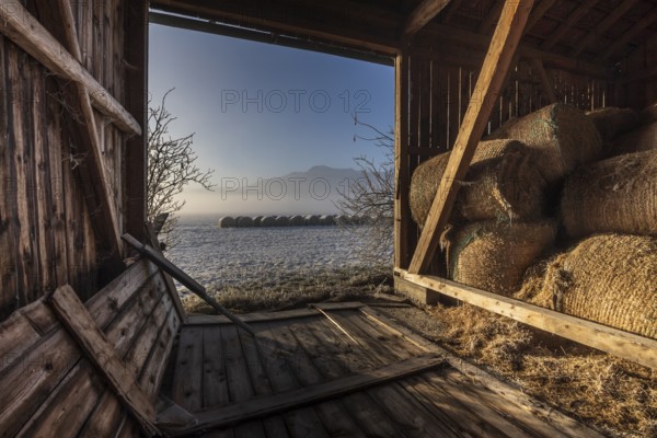 Barn, hut, hay bales, interior shot, morning light, fog, winter, mountains, Loisach-Lake Kochel moor, view of Herzogstand, Alpine foothills, Germany, Europe