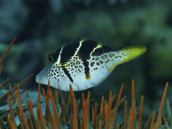 A striped mimicry filefish (Paraluteres prionurus) swims through the water in a reef with orange-coloured spines of a crown-of-thorns (Acanthaster planci), dive site Spice Reef, Penyapangan, Bali, Indonesia, Asia