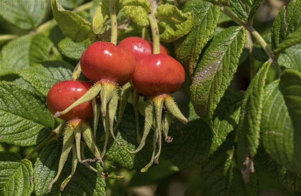 Rosehip of the potato rose (Rosa rugosa), wild form, North Friesland, Schleswig-Holstein, Germany, Europe