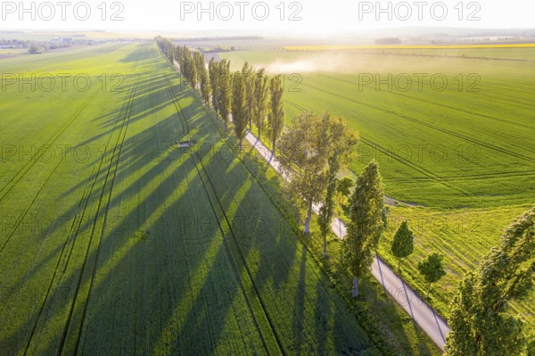 Aerial view of an avenue with evening sun, Kesseldorf, Wilsdruff, Saxony, Germany, Europe
