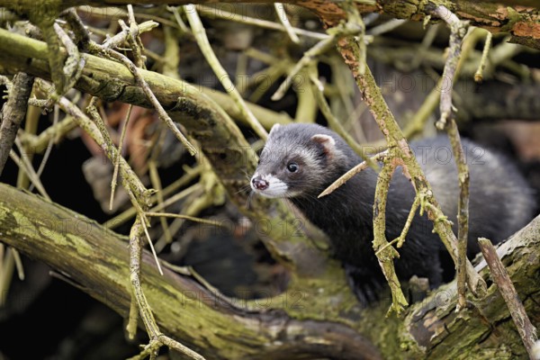 European polecat (Mustela putorius) or wood polecat, looking out of the wood, captive, Switzerland, Europe