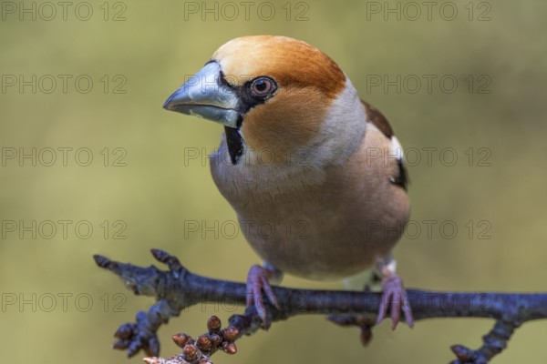 Close-up of a male hawfinch (Coccothraustes coccothraustes) on a branch with clear details in the plumage, Baden-Württemberg, Germany, Europe