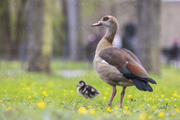 Chicks of the Nile Goose (Alopochen aegyptiaca) freshly hatched, park in spring with spring flowers. Baden-Württemberg, Germany, Europe