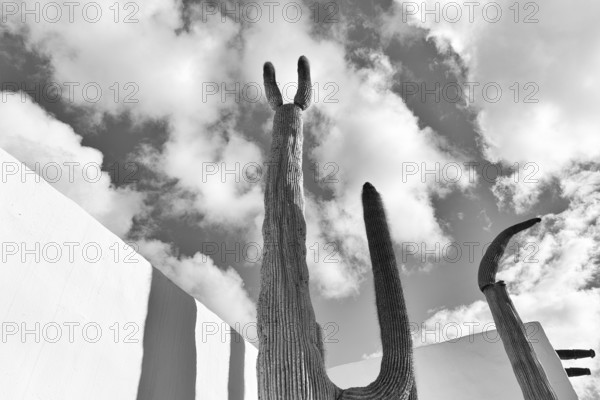 Giant cactus, former home of the artist, monochrome, Fundacion Cesar Manrique, Tahiche, Teguise, Lanzarote, Spain, Europe