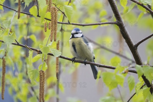 A blue tit (Parus caeruleus) sitting on the branch of a birch tree in spring, Hesse, Germany, Europe