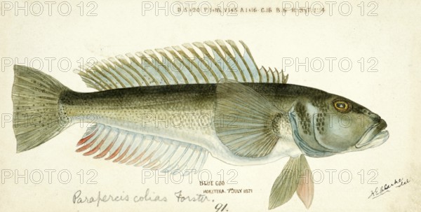 Blue cod, blue sand bass, Parapercis colias, blue cod, fish, reproduction of an original, by Frank Edward Clarke (b. 1849, d. 1899), ichthyologist and scientific draughtsman