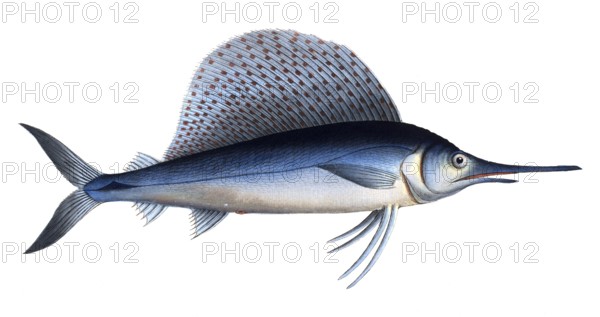 Fish, Fish, Group of perch relatives, Scomber gladius, Historical, digitally restored reproduction from a 19th century original, Record date not stated