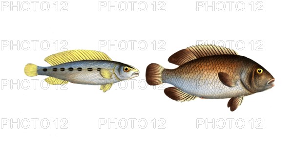 Fish, fish, left: Genus of the family Perch, Perca brasiliensis, Brazilian perch, The brasilian Perch. right, Genus of the family Perch, Perca bimaculata, Double spot, The Acara, Historic, digitally restored reproduction from a 19th century original, Record date not stated