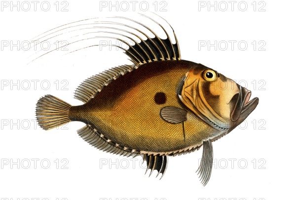 Fish, Fish, Fish genus from the Zeidae family, Zeus faber, the sunfish, The Doree, Historical, digitally restored reproduction from a 19th century original, Record date not stated