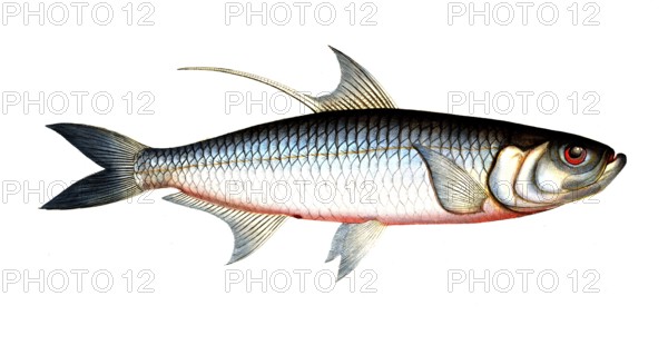 Fish, Fish, Fish genus Herring, Clupea cyprinoides, Megalops cyprinoides, Indo-Pacific tarpon, Carp herring, Indo-Pacific tarpon, oxeye herring, Historical, digitally restored reproduction from a 19th century original, Record date not stated