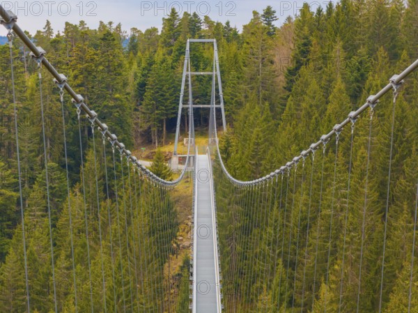 Long suspension bridge stretches over a green forest from the perspective of a walker, Wildline Suspension Bridge, Bad Wildbad, Black Forest, Germany, Europe