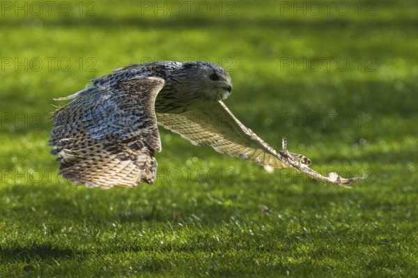 An owl hovers just above the grass, its wings elegantly outstretched, Siberian Eagle Owl (Bubo bubosibiricus), Germany, Europe