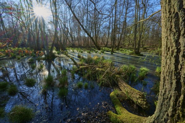 Riparian forest, marshland with sunbeams and scattered tufts of grass in the water, oak, spring, nature reserve Rote Lache by Wolfgang, Wolfgang, Hanau, Hesse, Germany, Europe