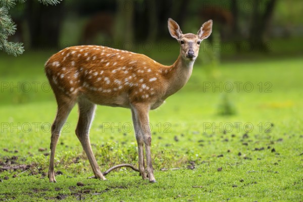 Sika deer (Cervus nippon) female on a meadow, Bavaria, Germany, Europe