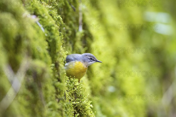 Grey wagtail (Motacilla cinerea) Germany