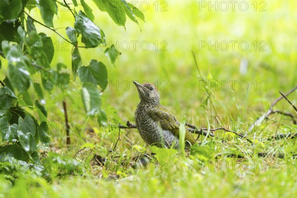 European green woodpecker (Picus viridis) youngster on a meadow, Bavaria, Germany, Europe