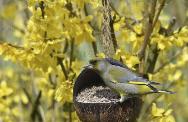 Greenfinch (Chloris chloris) in Forsythia eating sunflower seeds from a coconut
