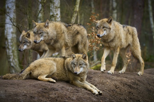 Wolf (Canis lupus), four wolves resting and standing together on an elevation, Germany, Europe