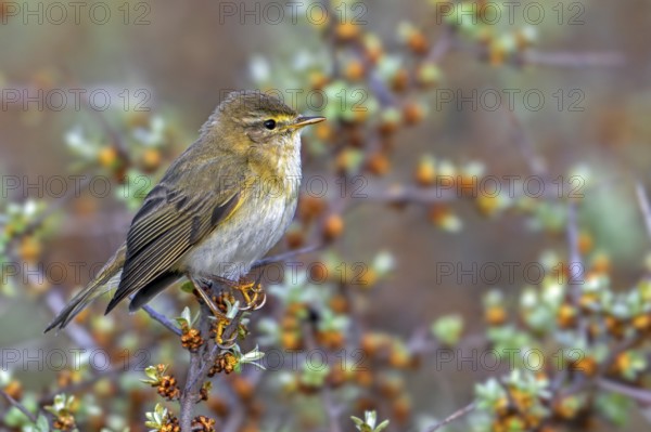 Willow warbler (Phylloscopus trochilus, Motacilla trochilus) perched in shrub
