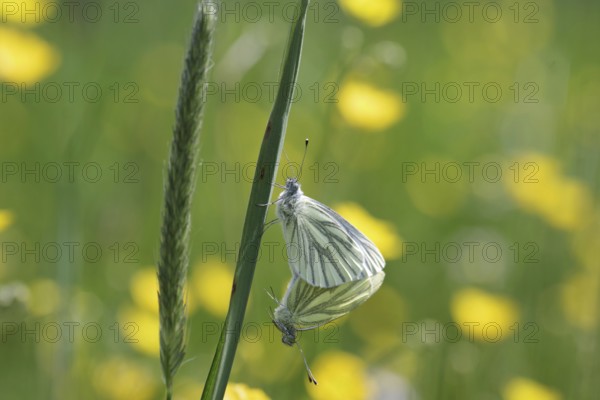 Green-veined white (Pieris napi), butterfly, macro, two, mating, meadow, Two butterflies cling to each other. One Insect holds on to a blade of grass and the second hangs free in the air