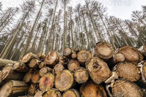 Forest dieback in the Arnsberg Forest nature park Park, over 70 per cent of the spruce trees are diseased, damaged, mostly by the bark beetle, which was able to spread due to drought and heat, climate change, attempts are being made to adapt the forest to climate change by replanting other tree species, near Hirschberg, North Rhine-Westphalia, Germany, Europe