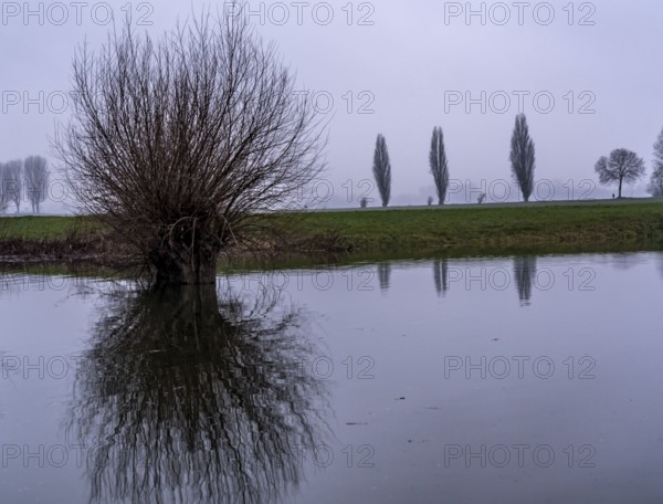 High water on the Rhine at Düsseldorf-Kaiserswerth, foggy weather, riverside paths and Rhine meadows are partly flooded, the Rhine ferry has stopped operating, initial restrictions on shipping apply, Düsseldorf, North Rhine-Westphalia, Germany, Europe