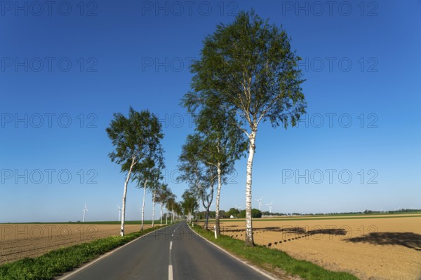 Birch avenue, country road, near the village of Katzem, Heinsberg district, wind farm, North Rhine-Westphalia, Germany, Europe