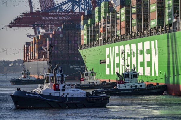 Container ship Ever Gifted, arriving at the port of Hamburg, Waltershofer Hafen, HHLA Container Terminal Burchardkai, 4 harbour tugs manoeuvre the ship to the quay, shipping company Evergreen, Singapore, 399 m long, can transport over 20, 000 containers, Hamburg, Germany, Asia