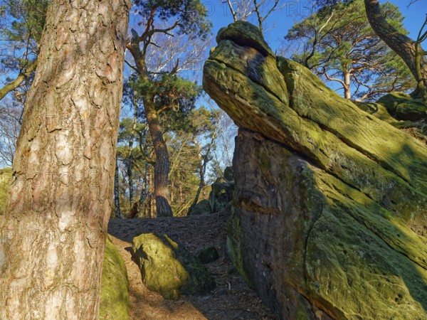 The Dörenther Cliffs, boulders and trees rooted into the rock, in the UNESCO Geopark TERRA.vita in the Teutoburg Forest. Osnabrück, Lower Saxony, Germany, Europe