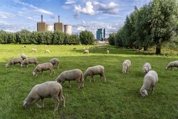 Duisburg Friemershein, sheep on a pasture in the floodplain along the Rhine, pollard willow trees, nature reserve Rheinaue Friemersheim, in the background the gas-fired power plant Duisburg-Huckingen, operated by RWE, on the site of Hüttenwerke Krupp Mannesmann, on the other side of the Rhine, North Rhine-Westphalia, Germany, Europe