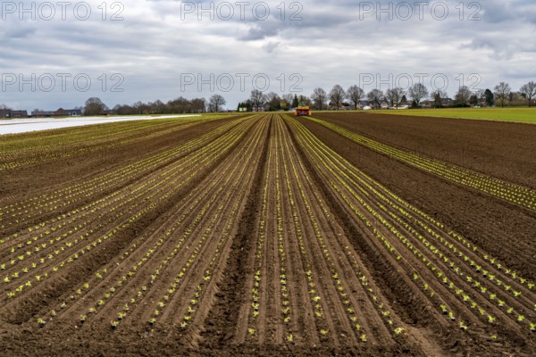 Lettuce plants, in press pots, they are planted in a field with a planting machine, agriculture, spring