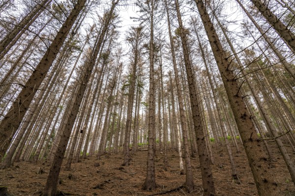 Forest dieback in the Arnsberg Forest nature park Park, over 70 per cent of the spruce trees are diseased, damaged, mostly by the bark beetle, which was able to spread due to drought and heat, climate change, attempts are being made to adapt the forest to climate change by replanting other tree species, near Hirschberg, North Rhine-Westphalia, Germany, Europe