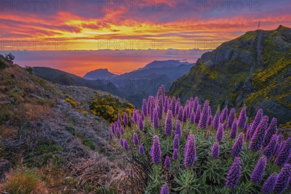 View near Pico do Arieiro of mountains over clouds with Pride of Madeira flowers and blooming Cytisus shrubs on sunrise with colorful sky. Madeira island, Portugal, Europe