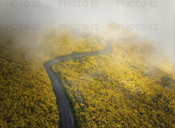 Aerial view of road among yellow Cytisus blooming shrubs near Pico do Arieiro, Portugal in clouds