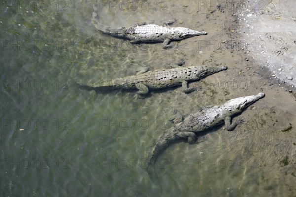 American crocodiles (Crocodylus acutus) swimming in the water, from above, Rio Tarcoles, Carara National Park, Puntarenas Province, Costa Rica, Central America