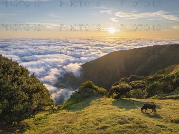 Aerial view of sunrise above clouds and green hills with cows grazing at Fanal mountain, Madeira island, Portugal, Europe